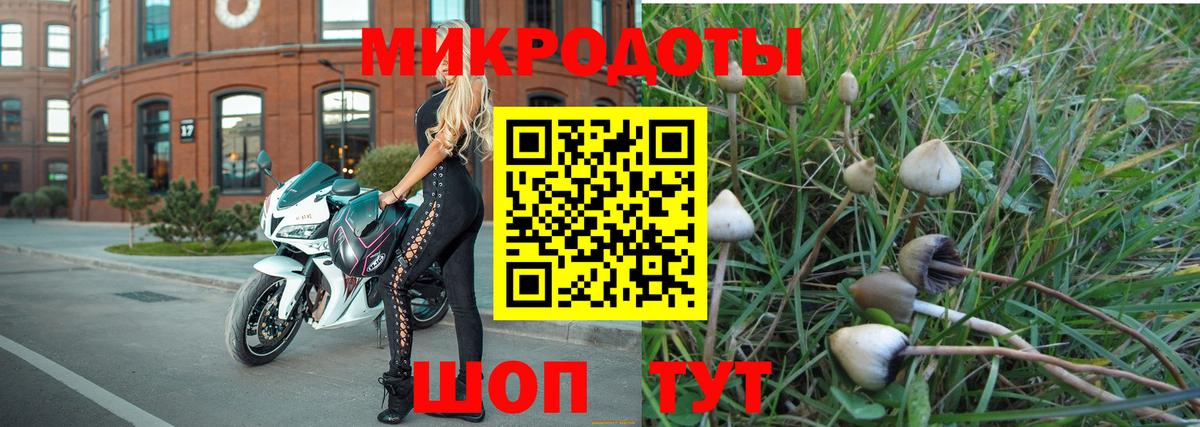 Галлюциногенные грибы Psilocybine cubensis Тосно